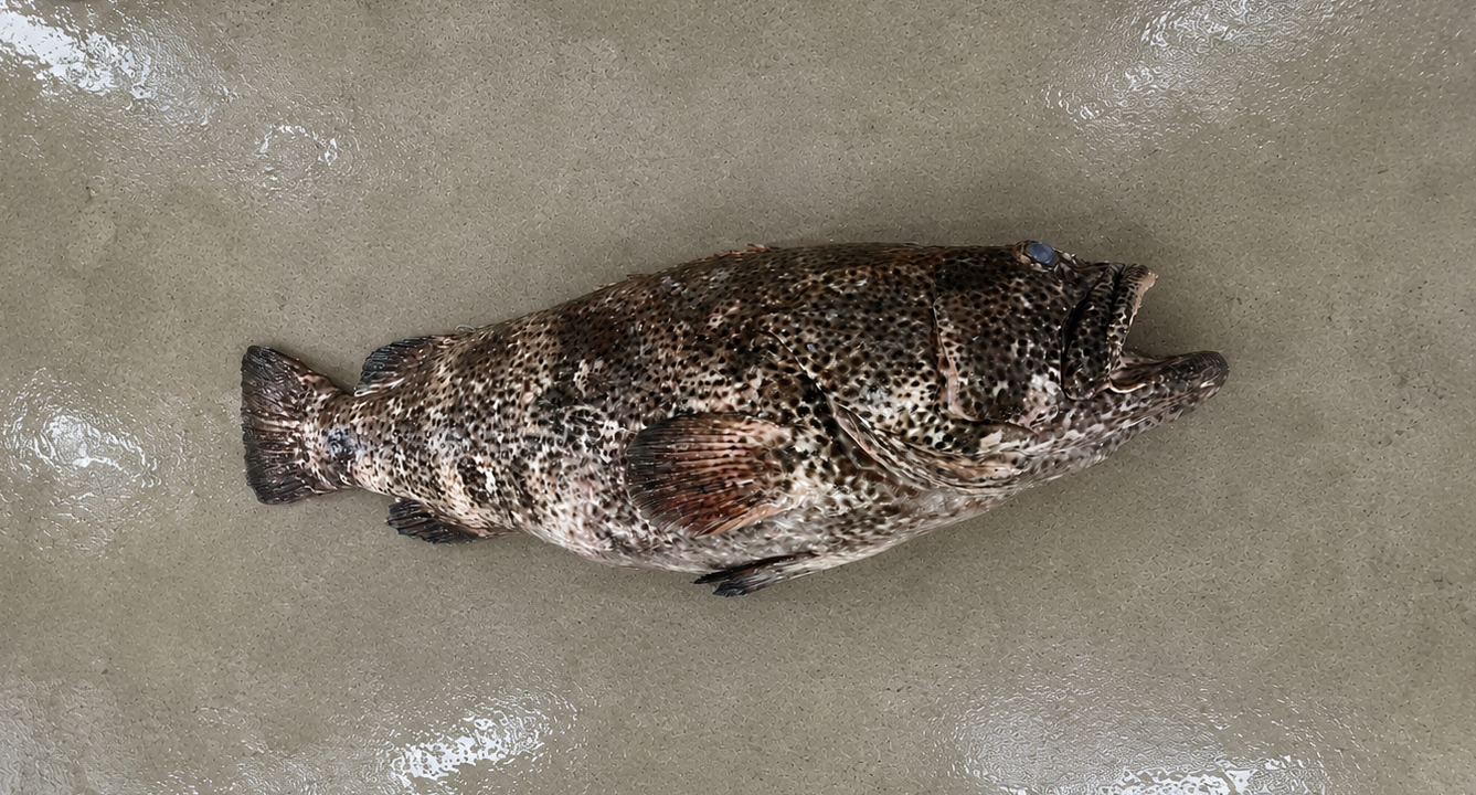 Giant Grouper
