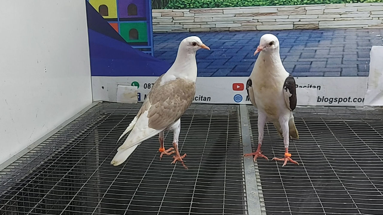 MERPATI VOORBURG 20012022