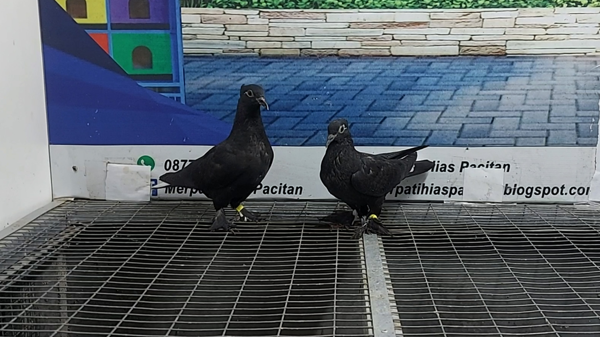 MERPATI TAPEL 06012022