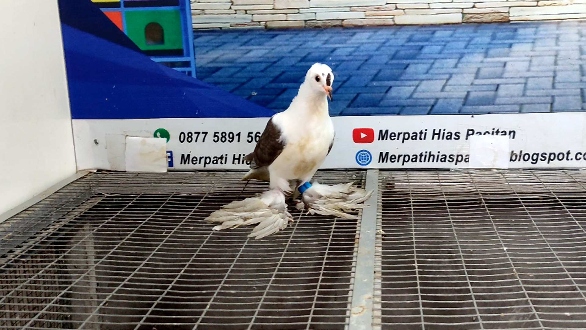 MERPATI SWALLOW JAMBUL 11012022
