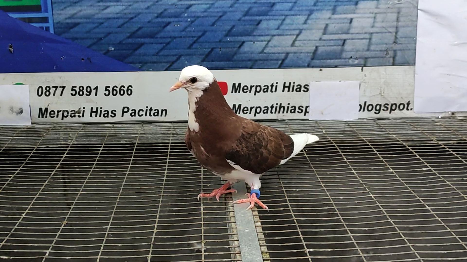 MERPATI BIRMINGHAM ROLLER 13042022