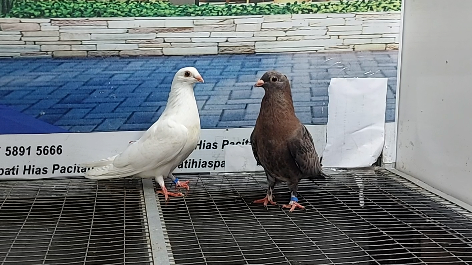 MERPATI EGYPTIAN SWIFT 09122021