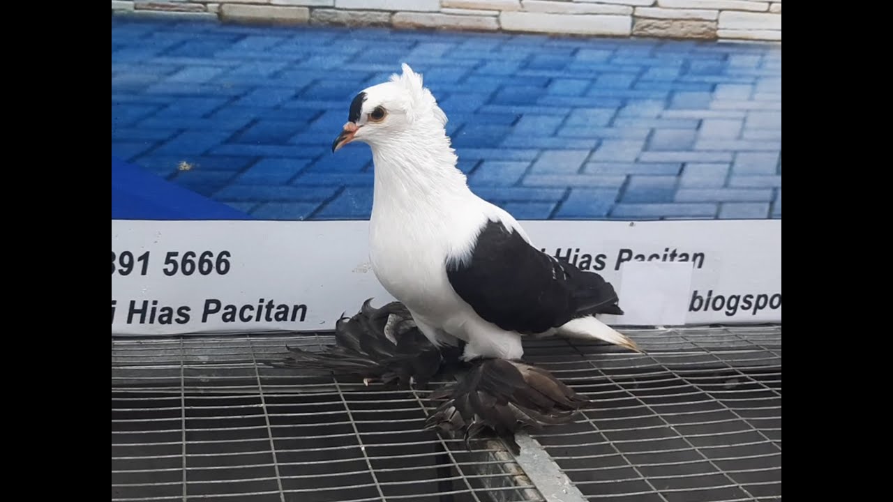 Merpati Swallow 28042021