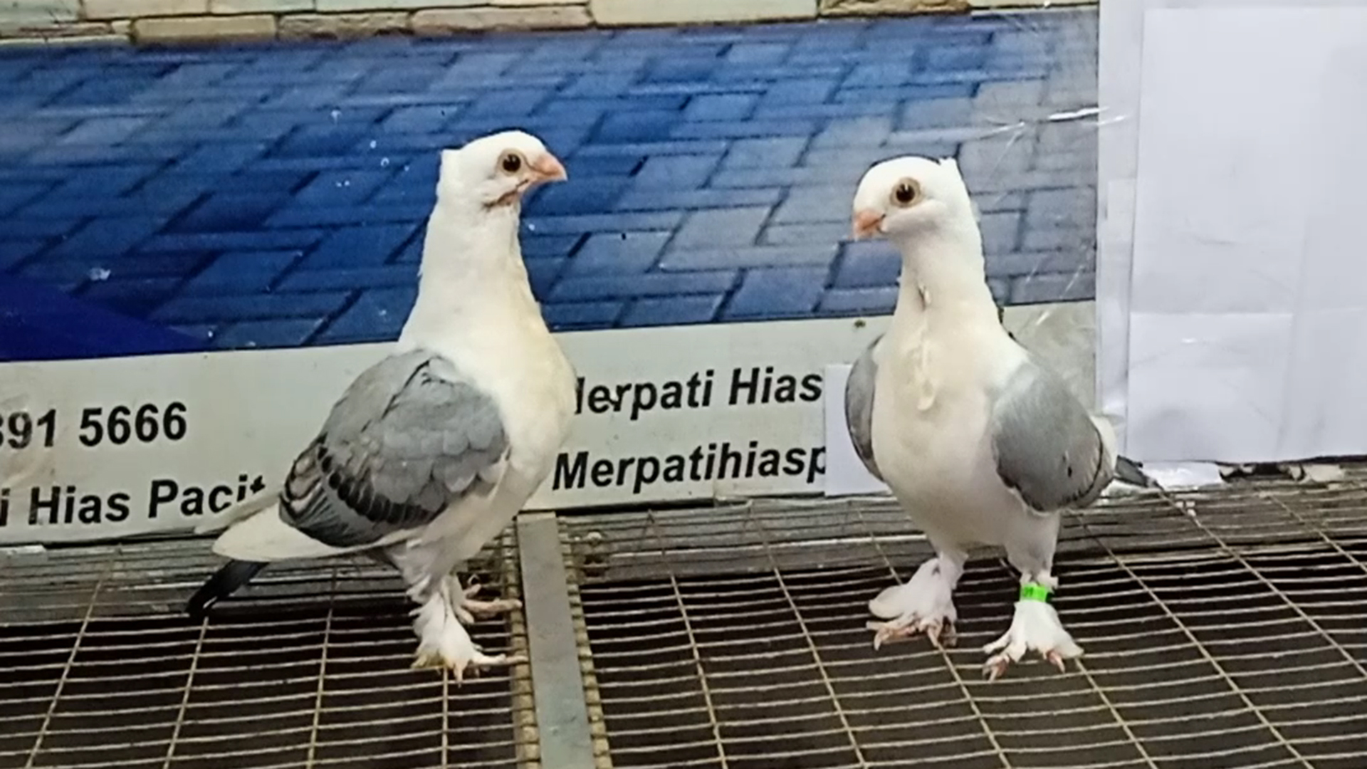 MERPATI COF BLUENET 30052022