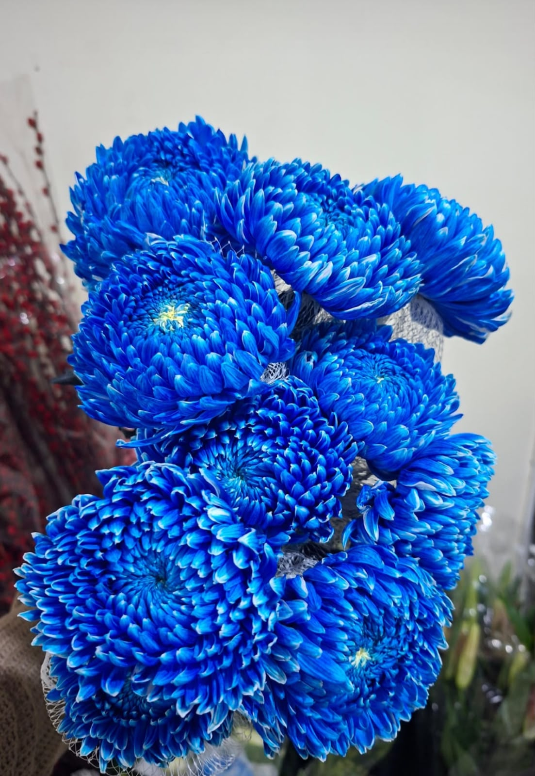 Import Peony Mum Tangkai