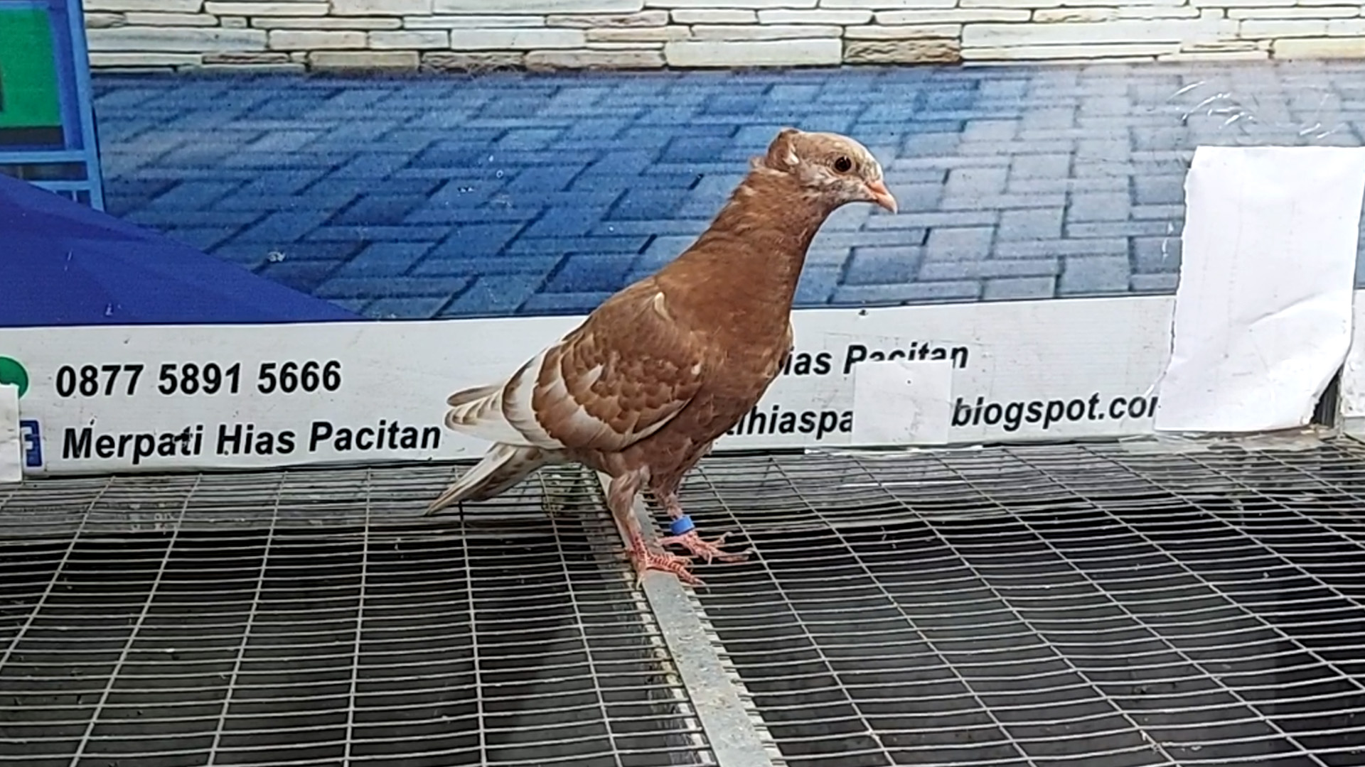 MERPATI KREY 02012022