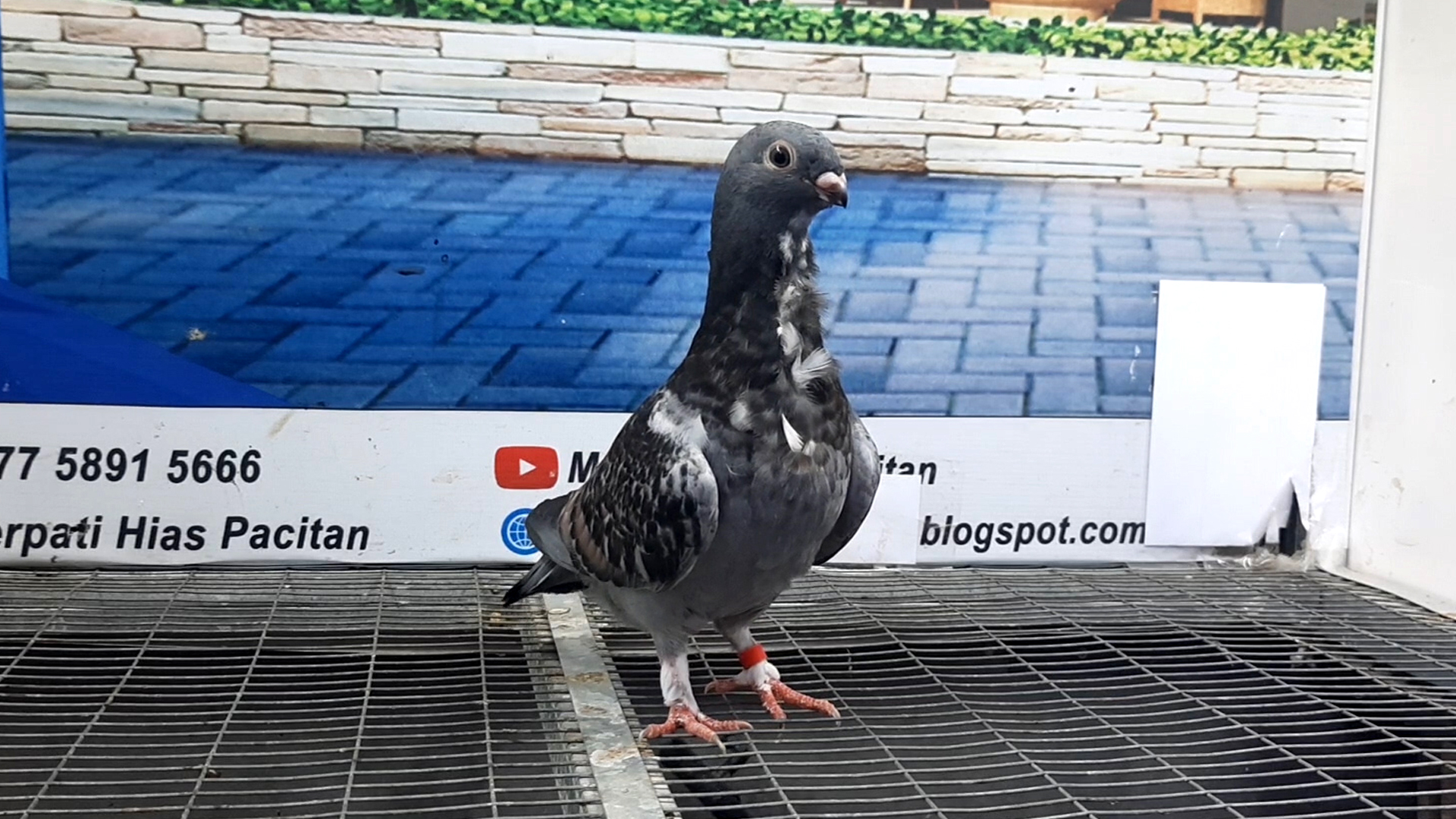 MERPATI COF BLONDINET 22082021