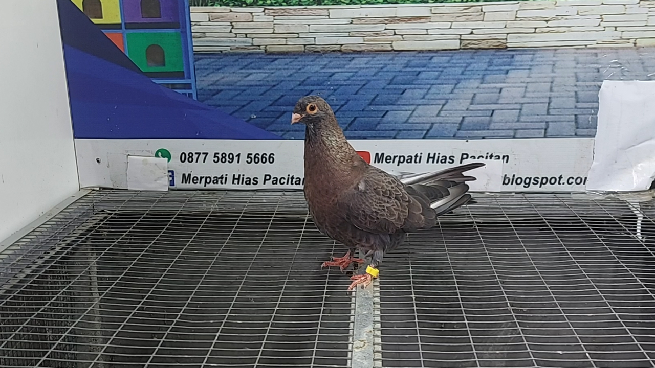 MERPATI EGYPTIAN SWIFT 20122021