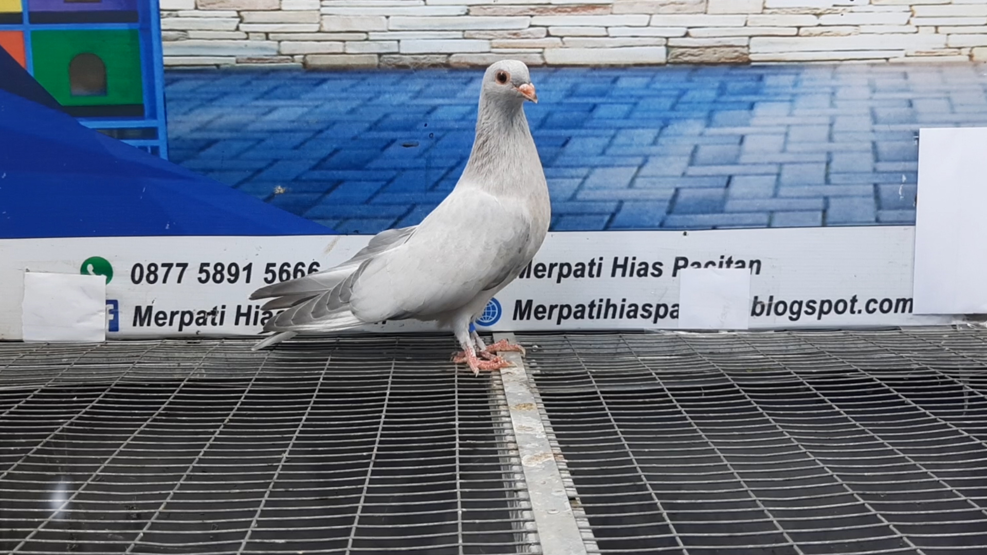 MERPATI EGYPTIAN SWIFT 12082021