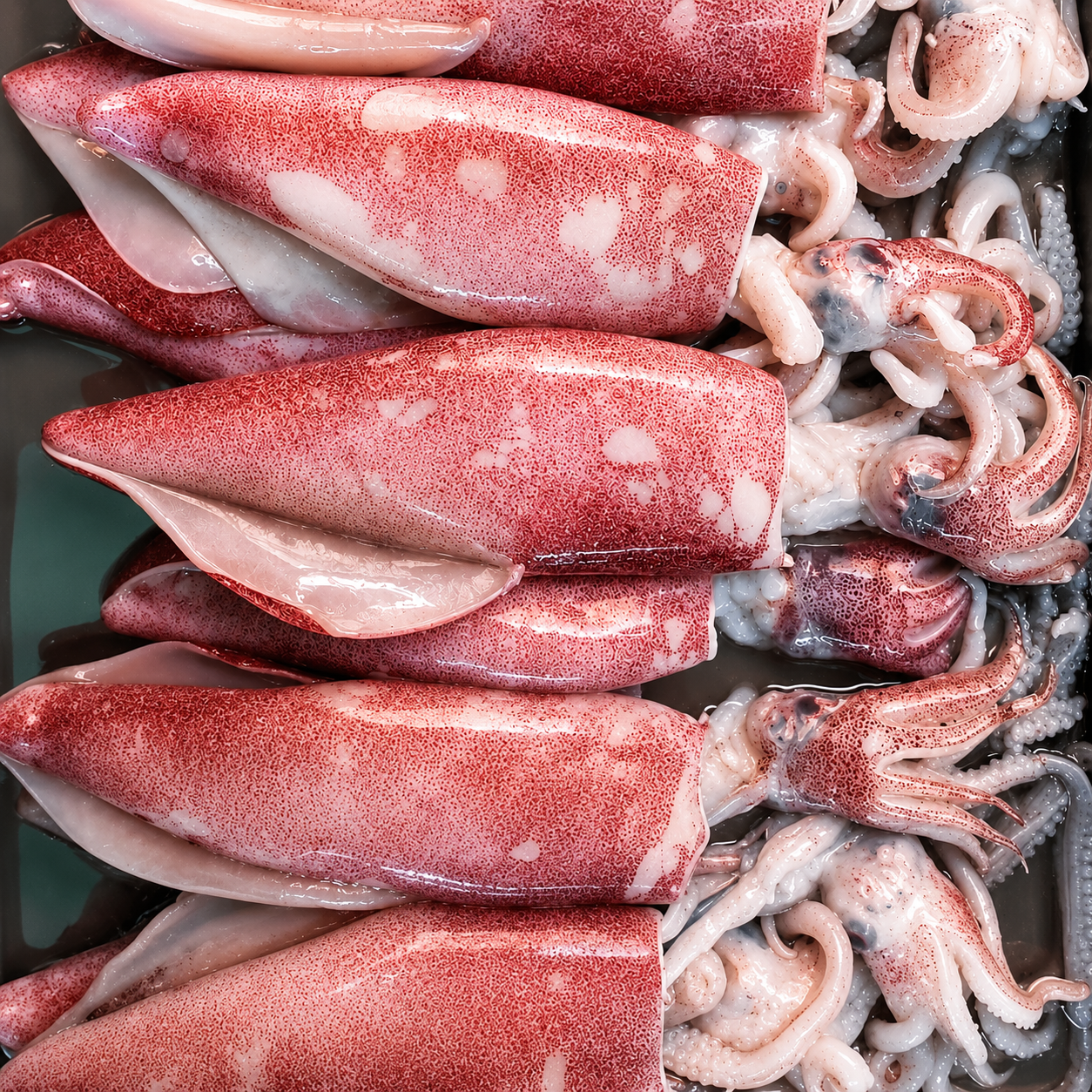 Loligo Squid