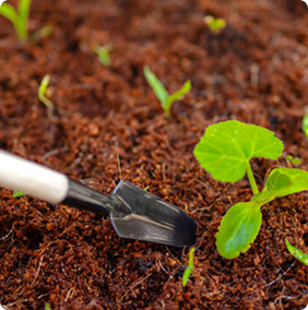 Coco Peat