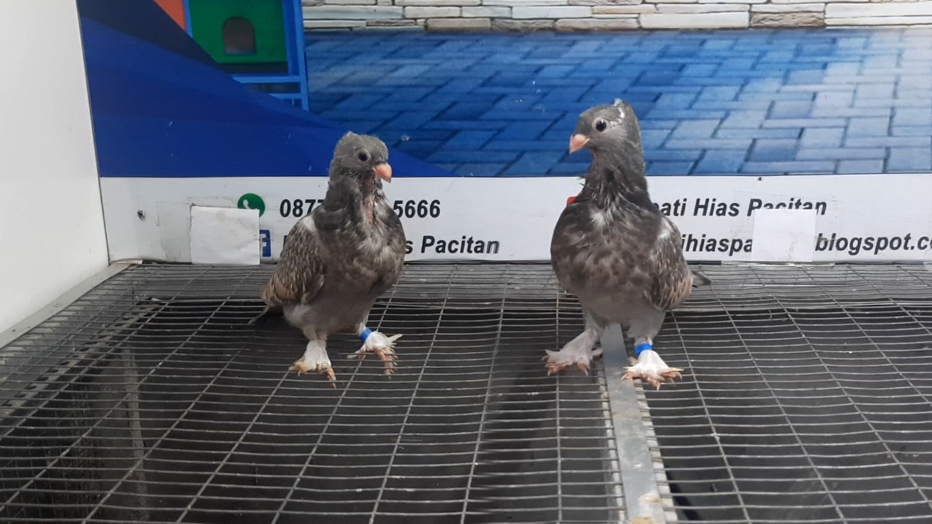 MERPATI COF BLONDINET 02122021