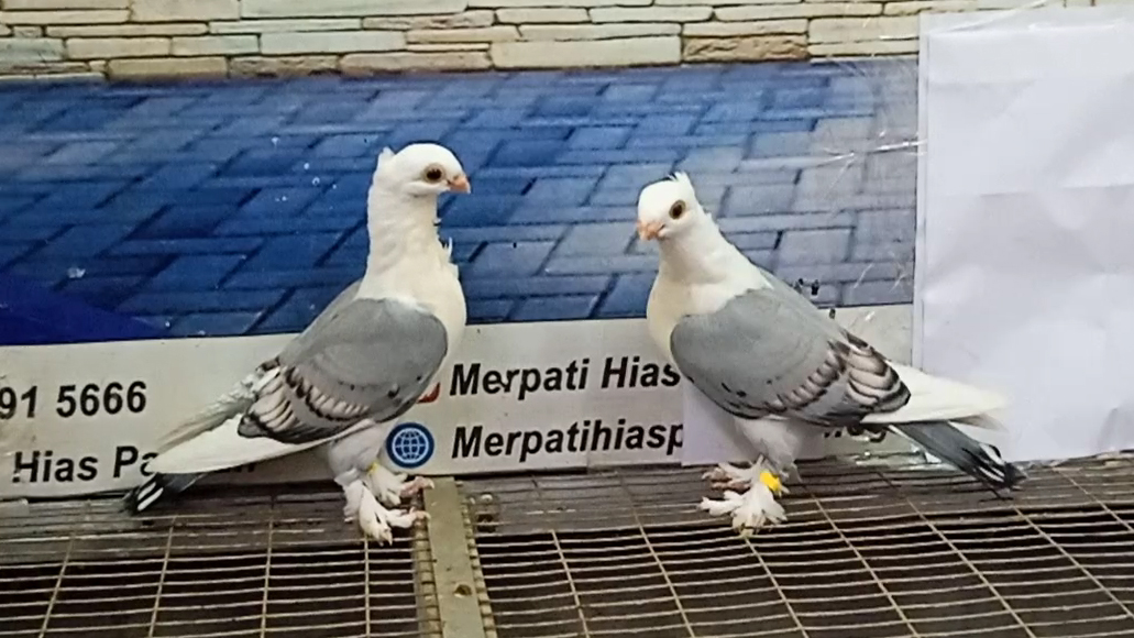 MERPATI COF BLUENET 16062022
