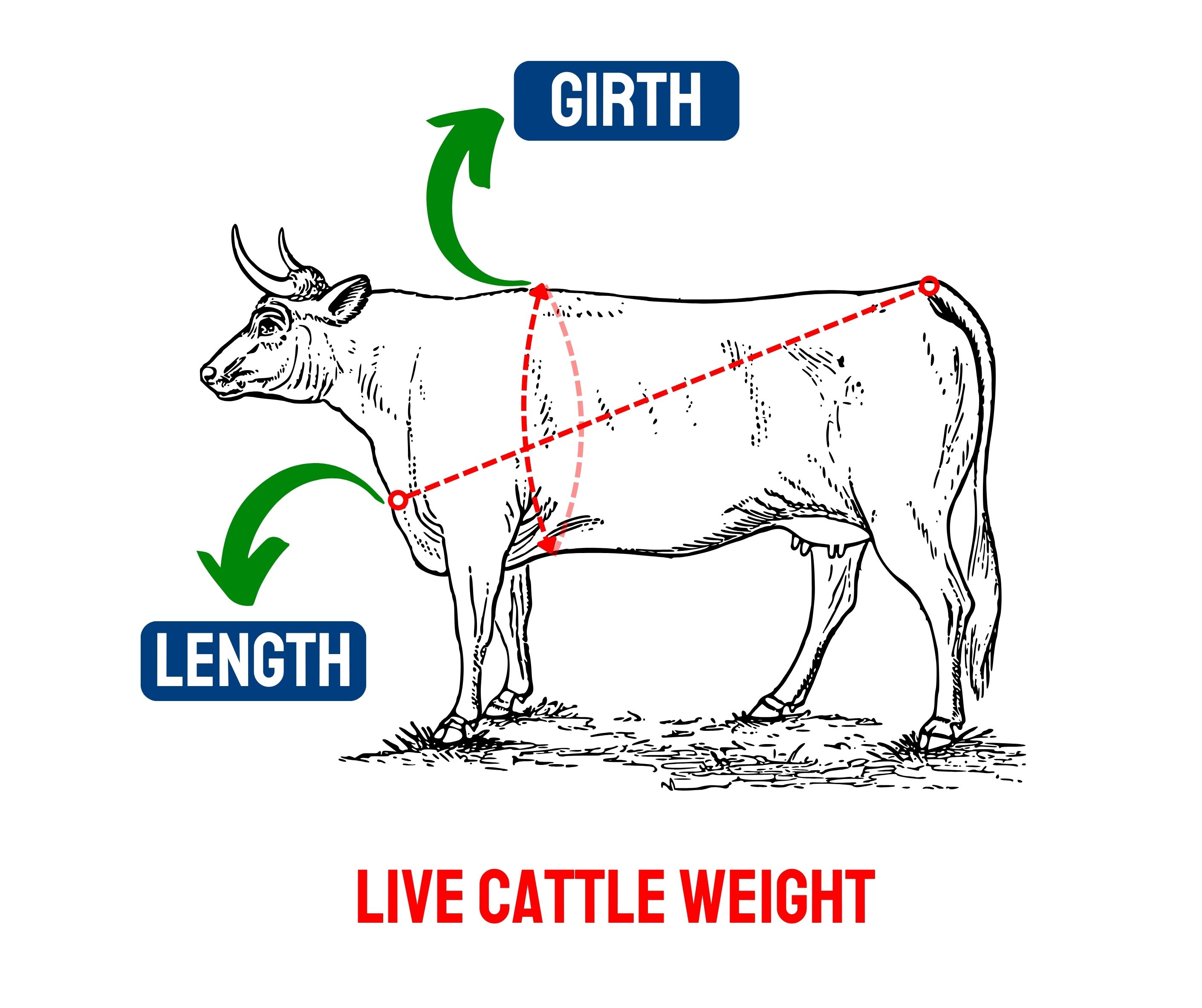 Cattle Measurement Guide
