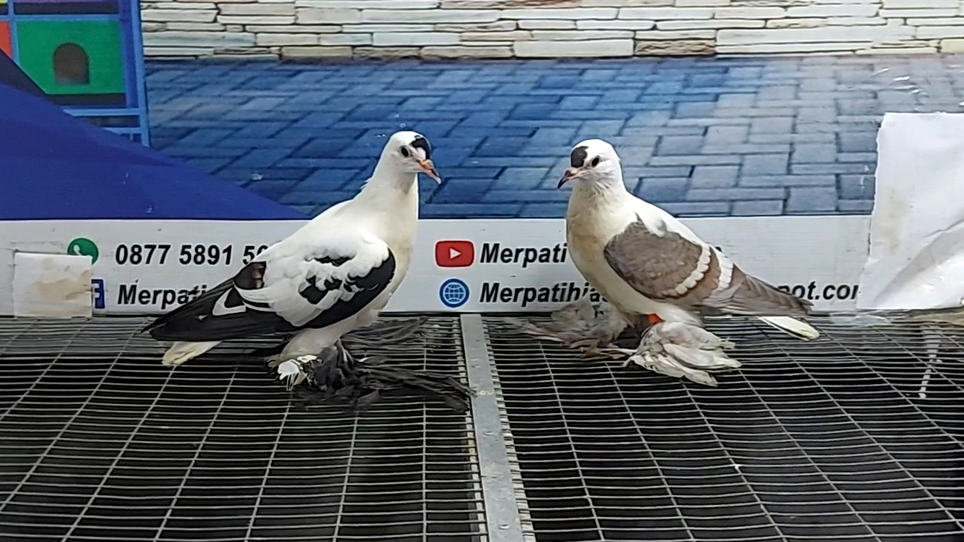 MERPATI SWALLOW NON JAMBUL 16012022