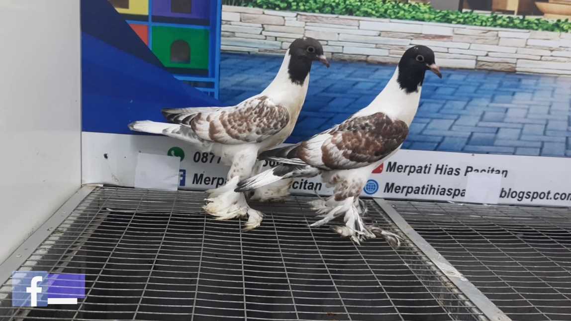 Merpati Hana Pouter 23042021
