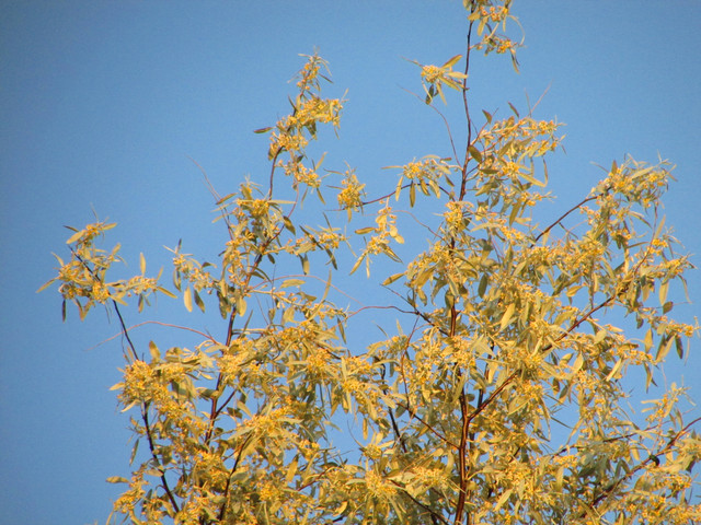 IMG-7205.jpg