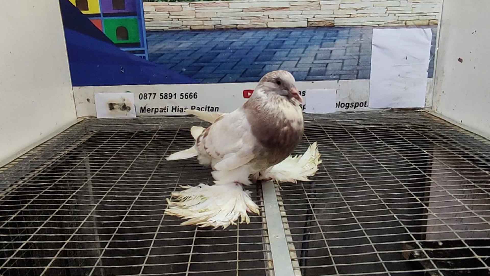 MERPATI GHENT COPPER 21042022