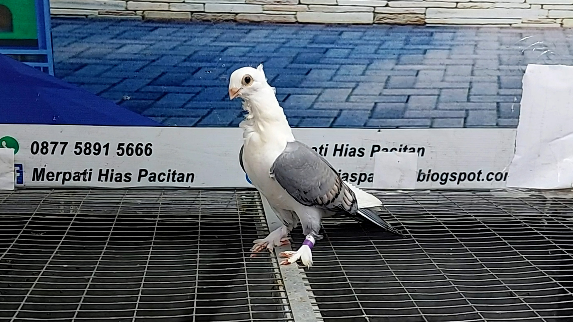 MERPATI COF BLUENET 3112202