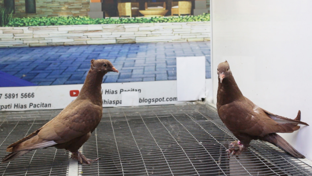 MERPATI WULUNG 05102021