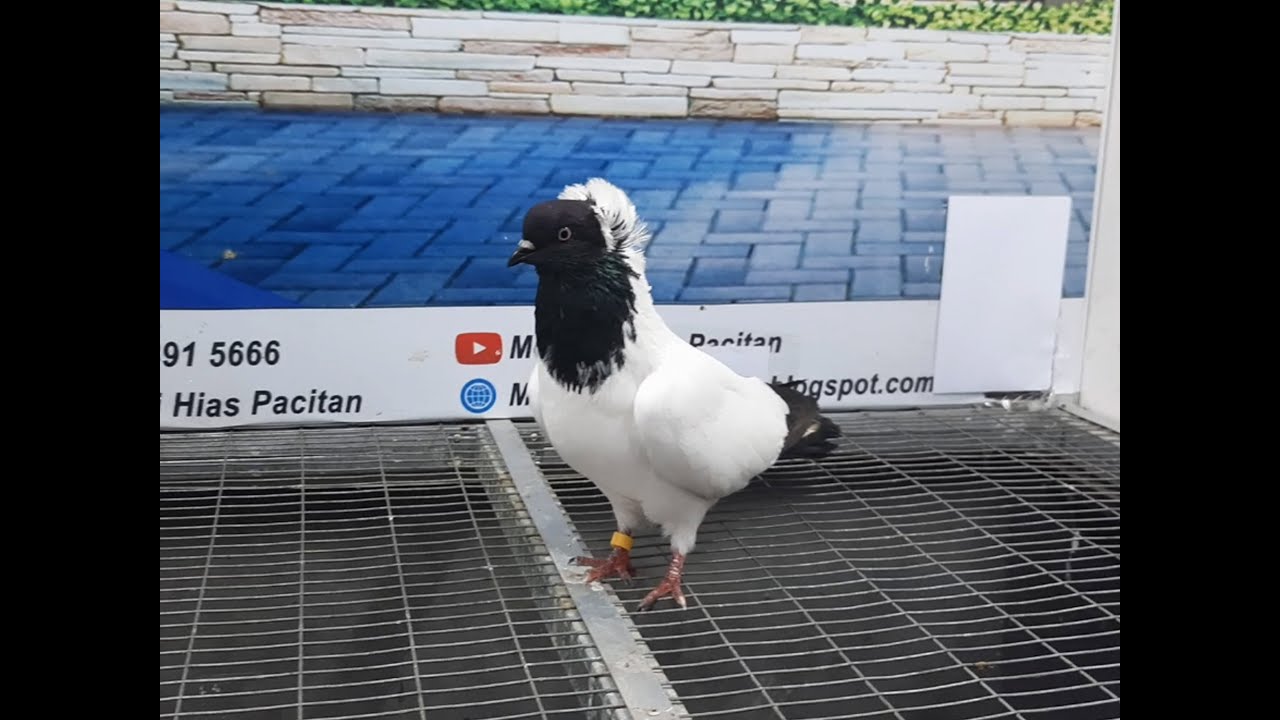 Merpati Black Nun 14042021