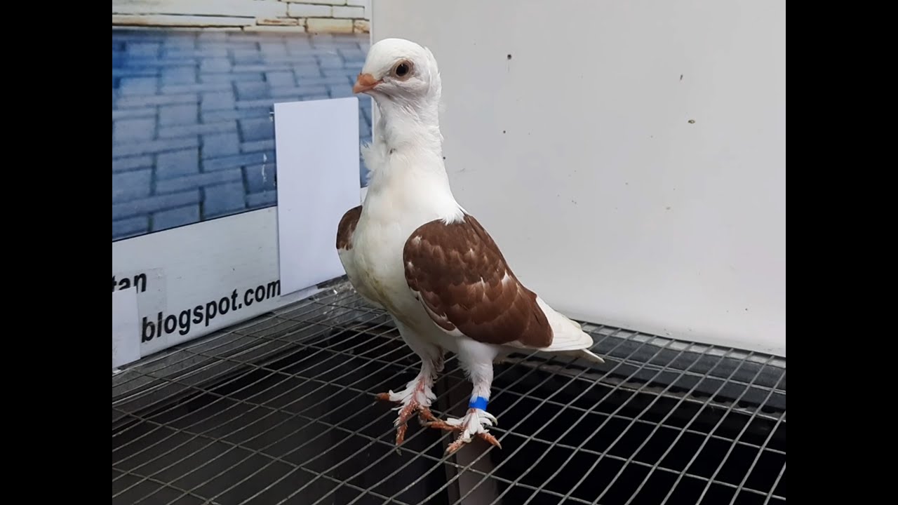 Merpati Moven 11052021