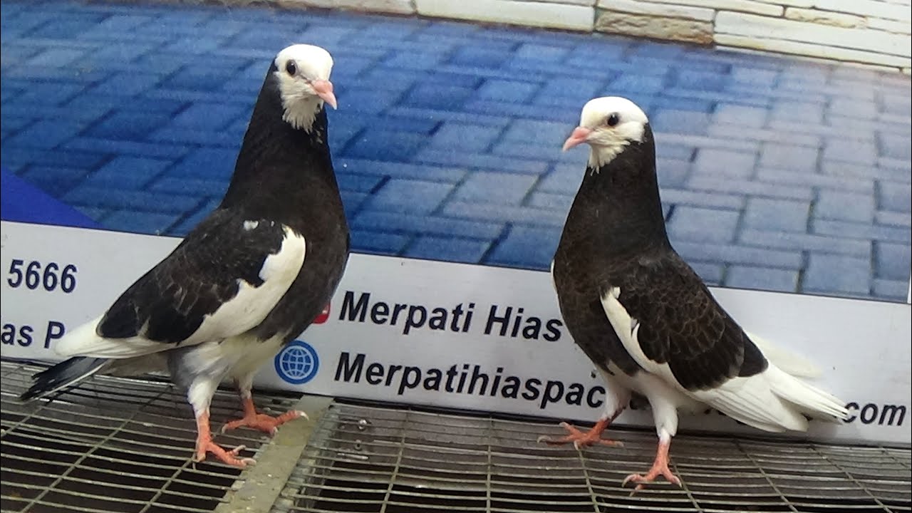 MERPATI BIRMINGHAM ROLLER 18022021