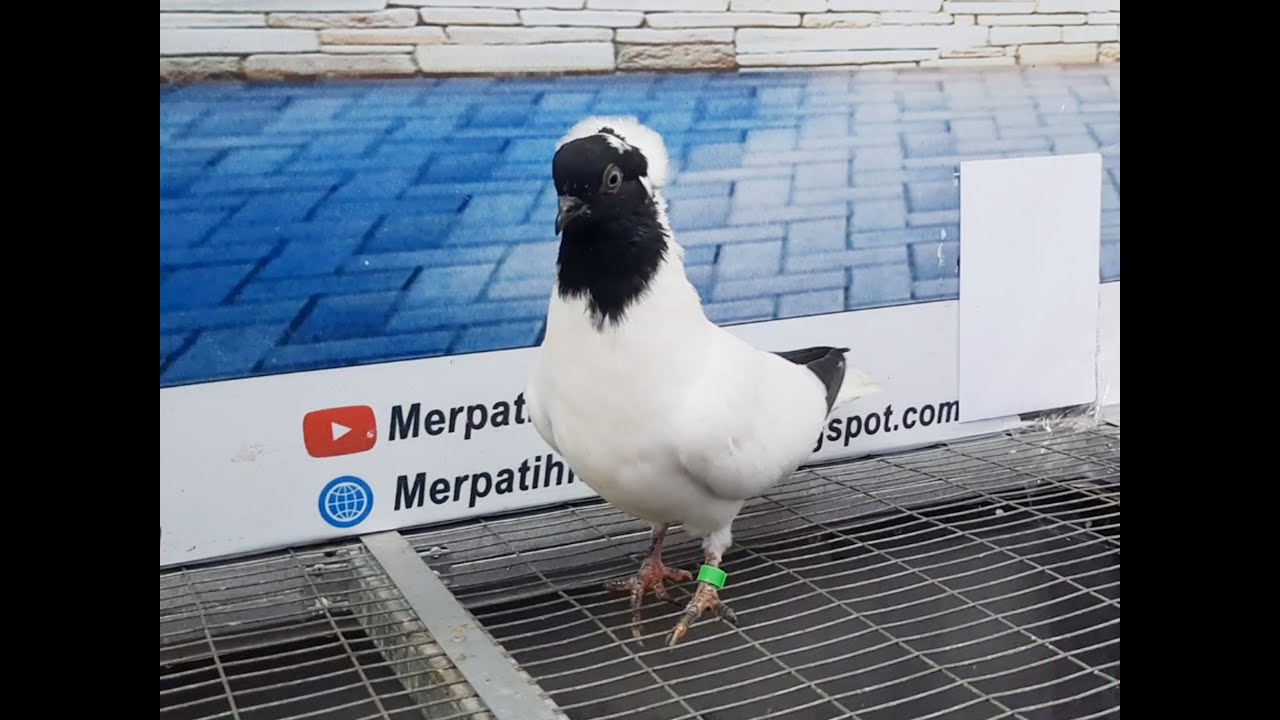 Merpati Black Nun 07052021