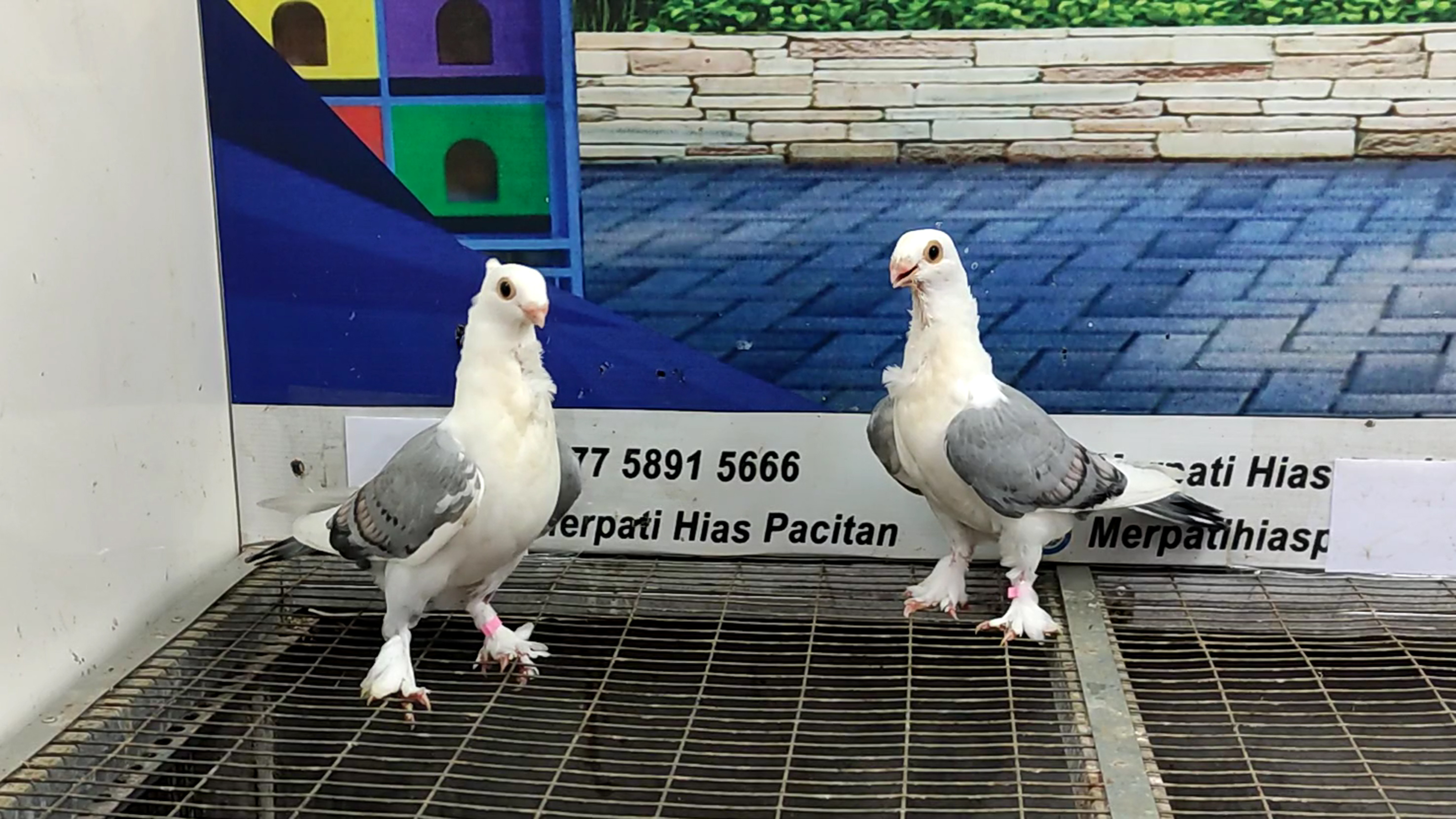 MERPATI COF BLUENET 04052022