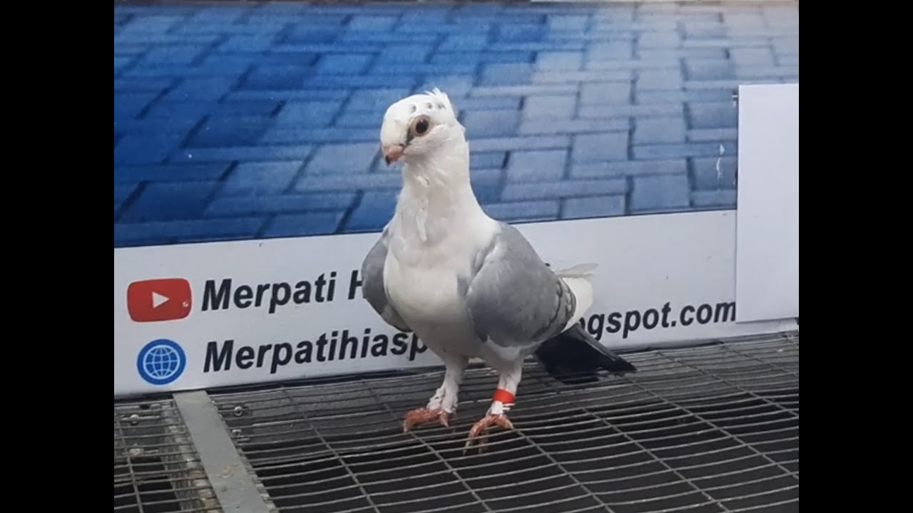 Merpati Cof Bluenet 10052021