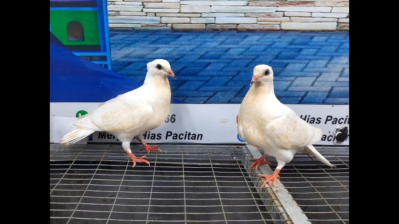 MERPATI KUPU-KUPU 29032021