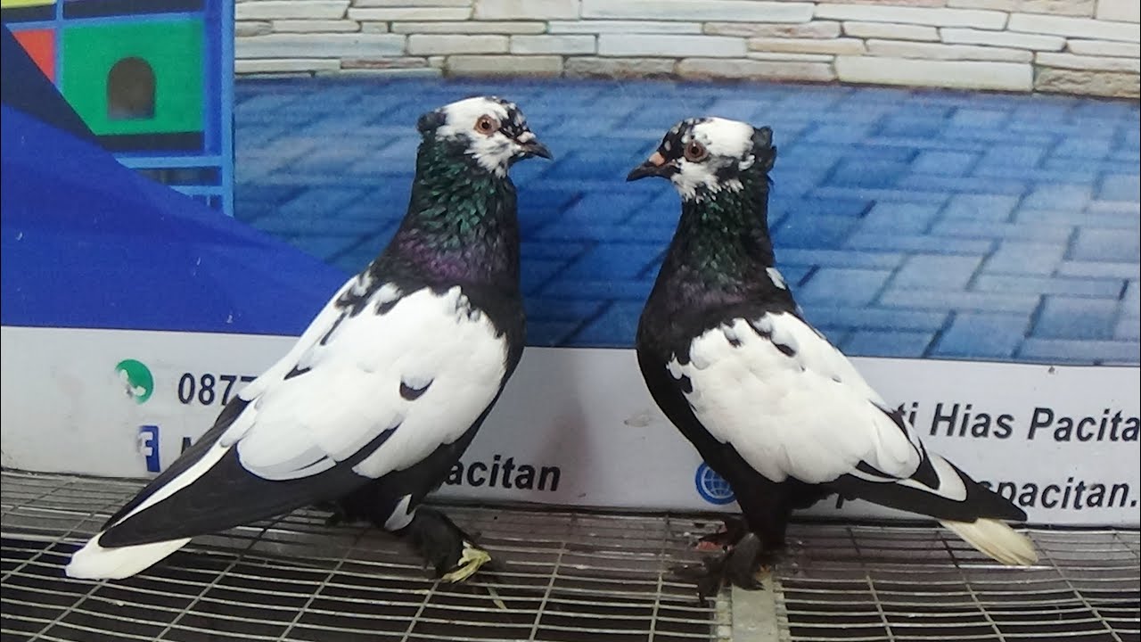 MERPATI TAPEL 21022021