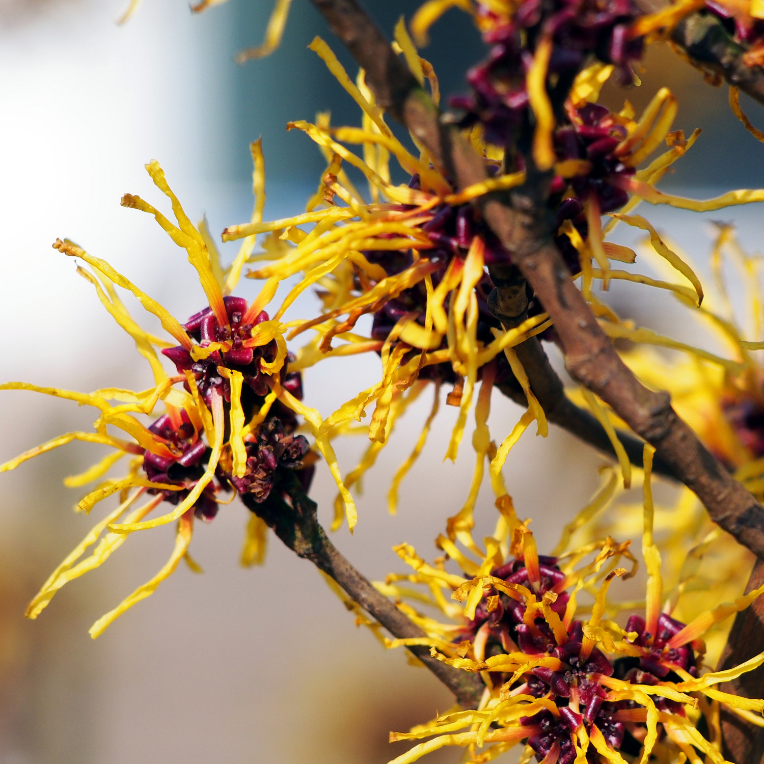 Witch Hazel