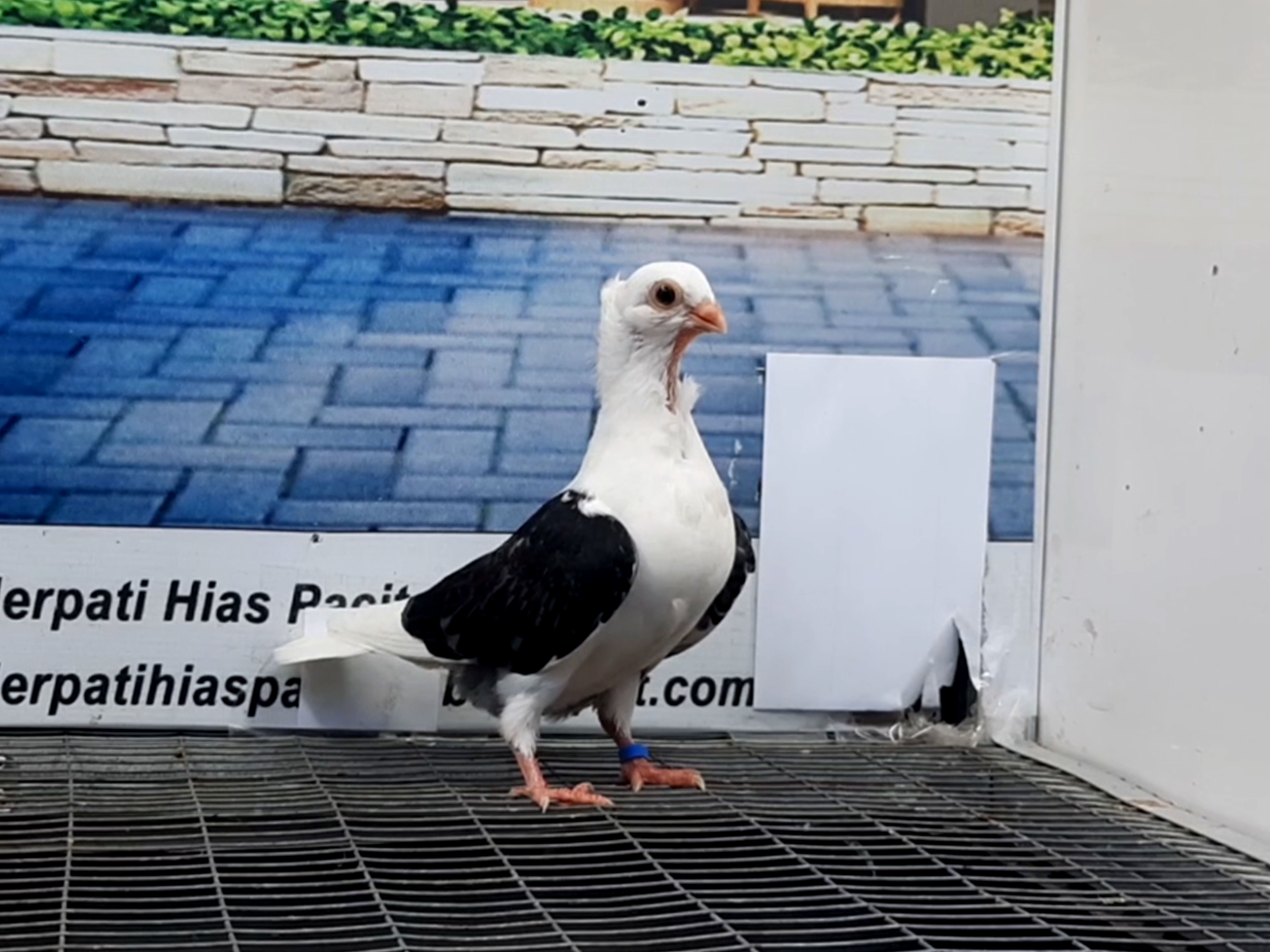 MERPATI MOVEN 04092021