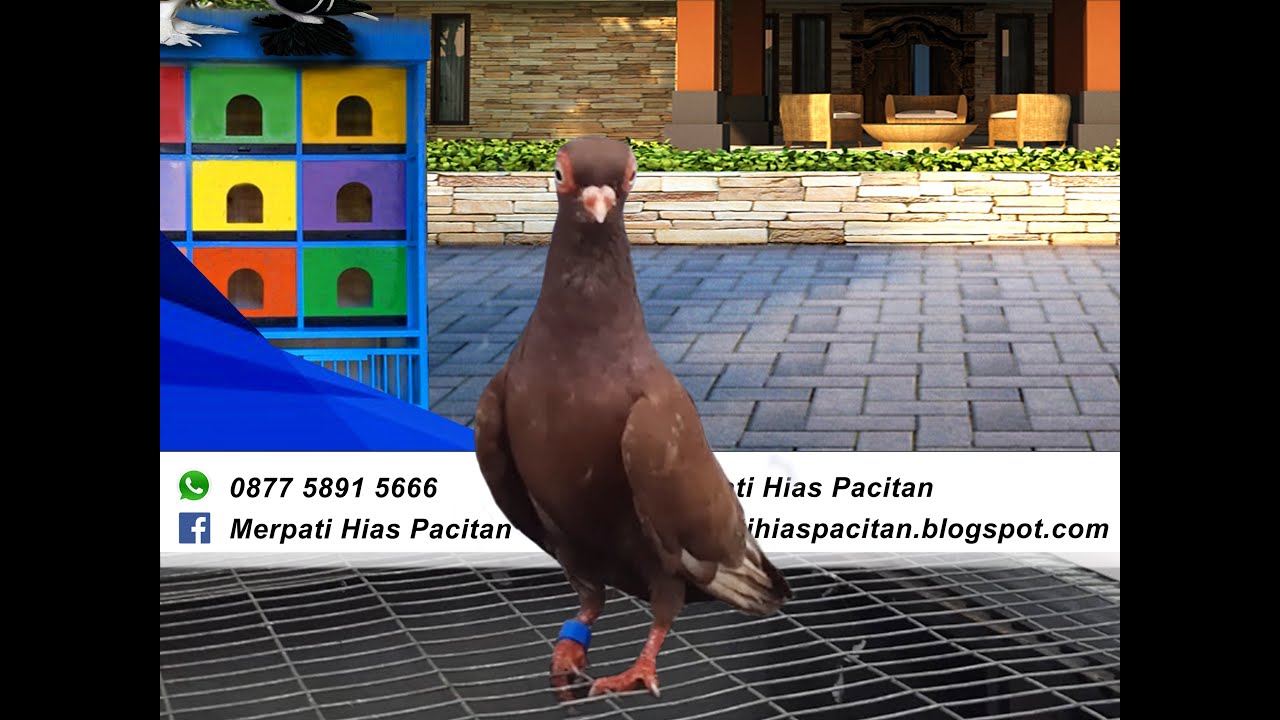 Merpati Wina 10042021