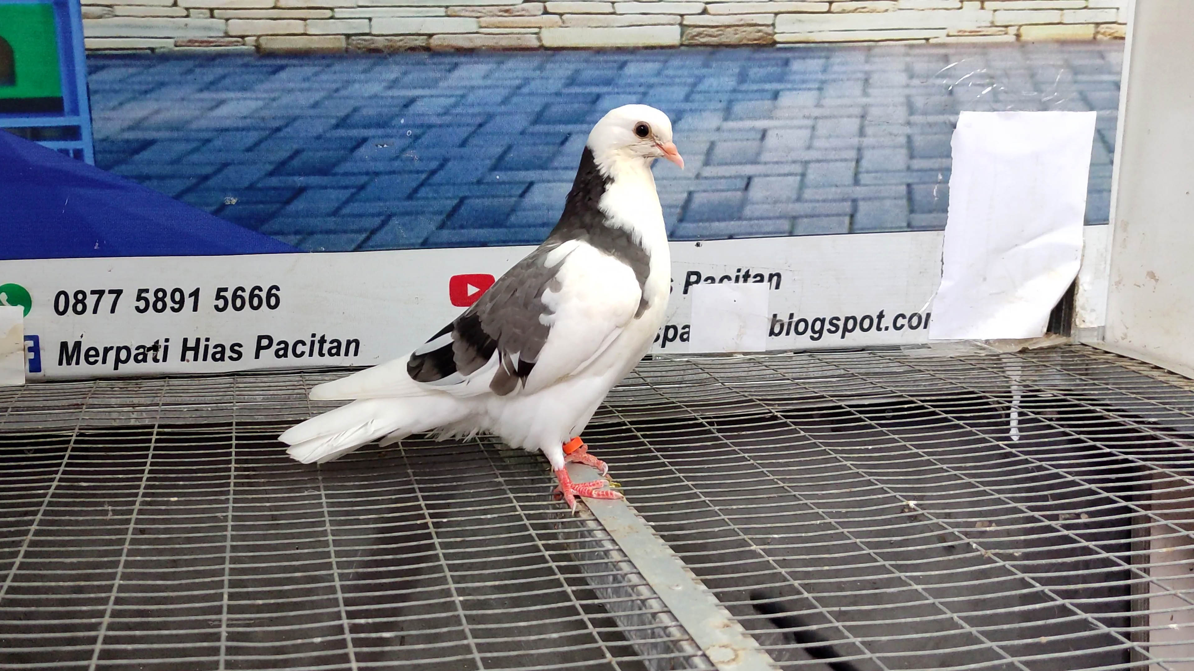 MERPATI BIRMINGHAM ROLLER 14012022