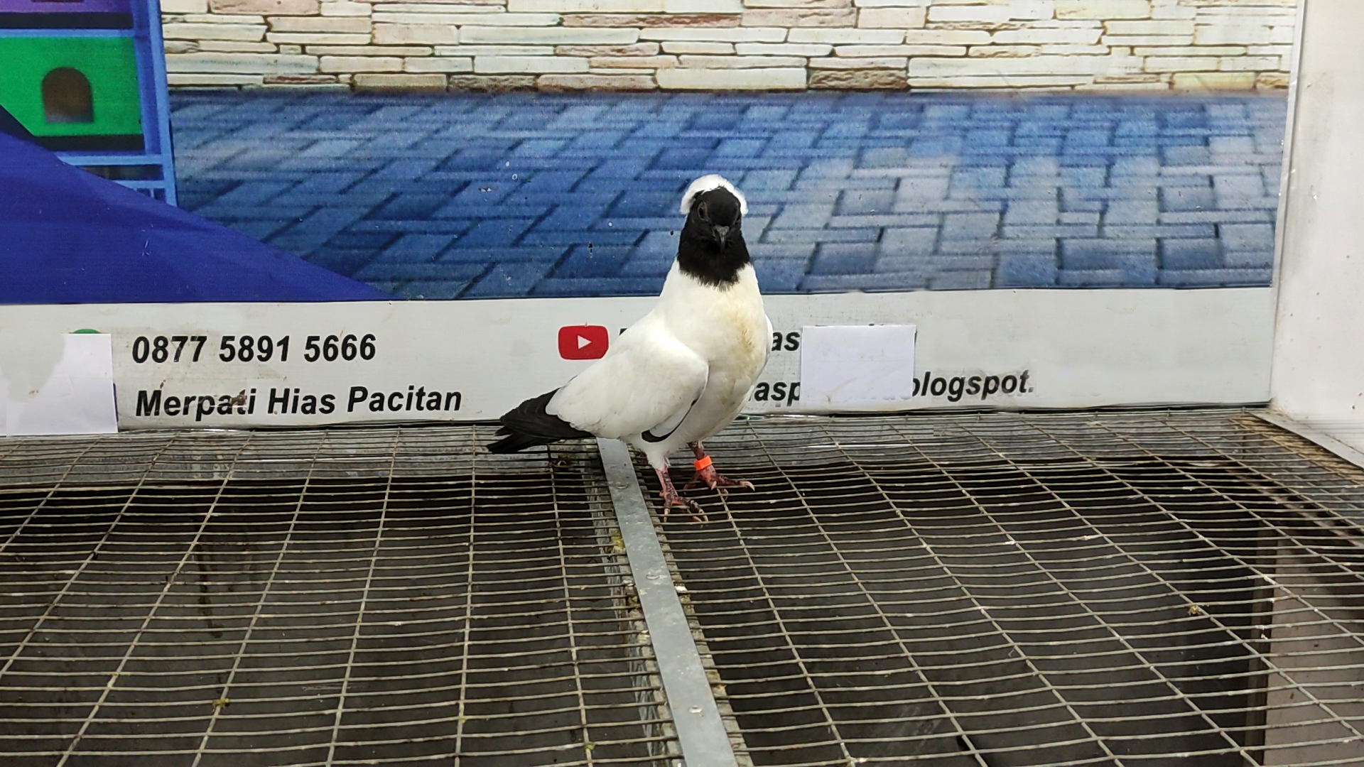 MERPATI BLACK NUN 14032022