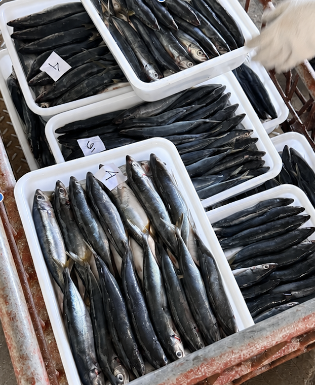Mackerel Scad