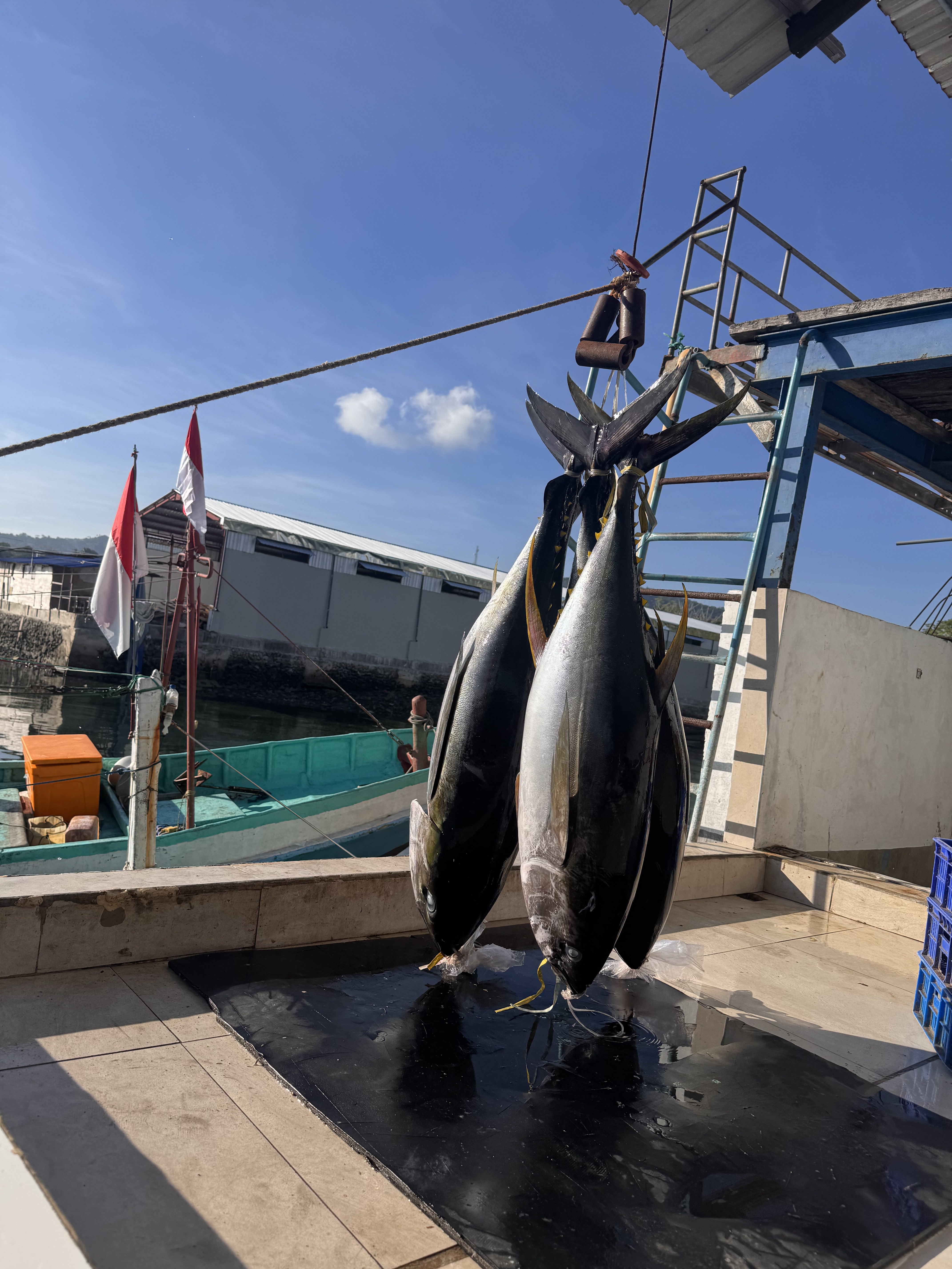 Bigeye Tuna
