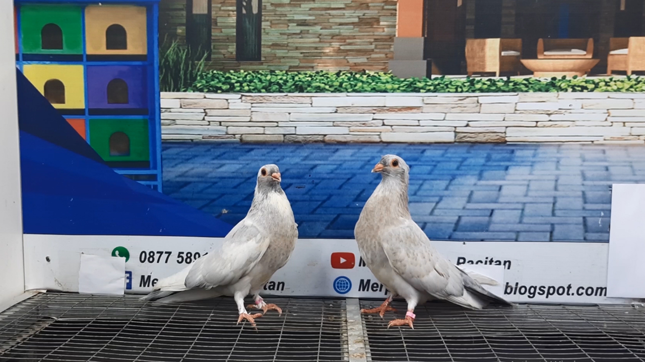 MERPATI EGYPTIAN 16092021