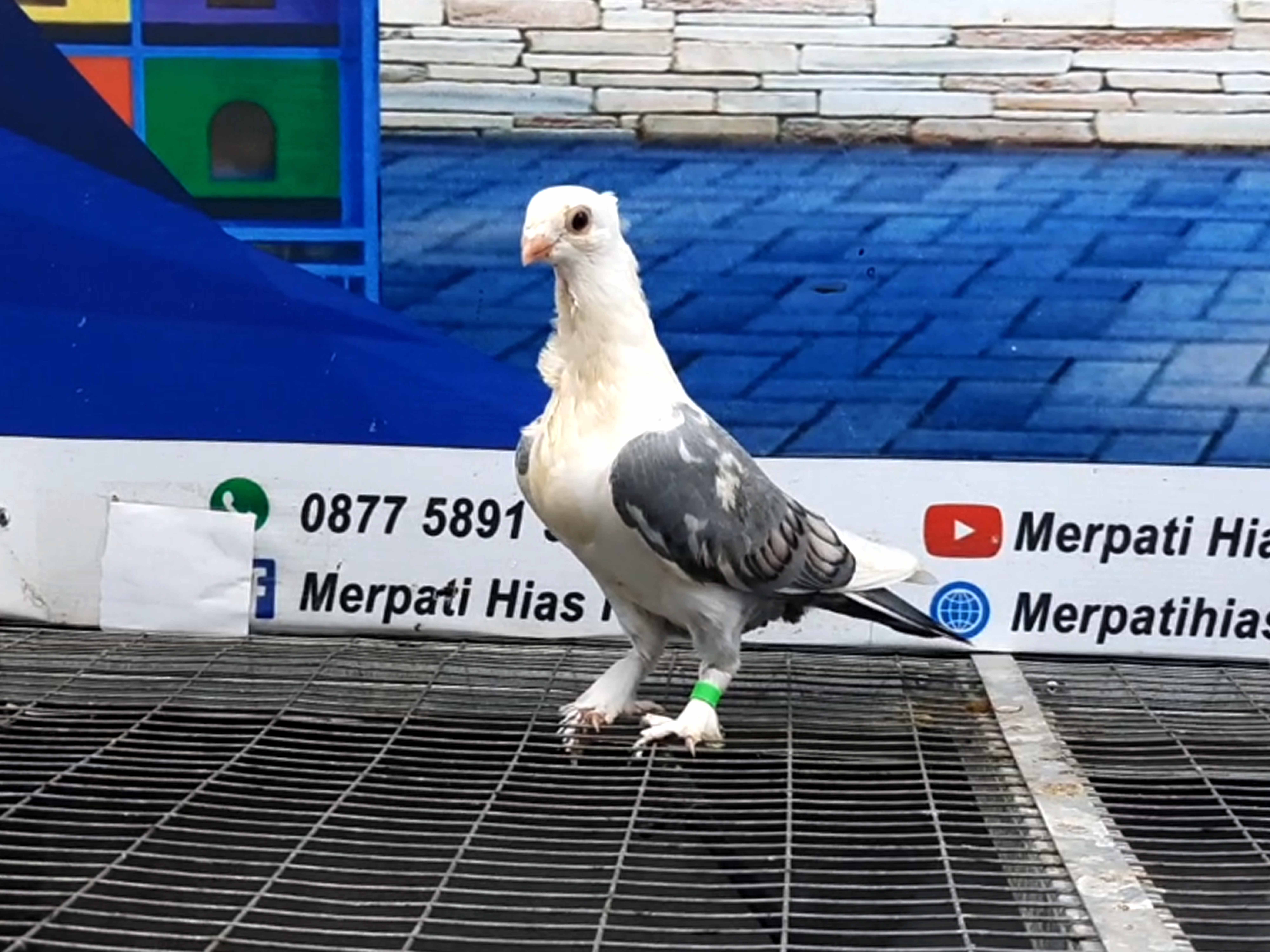 MERPATI COF BLUENET 03092021