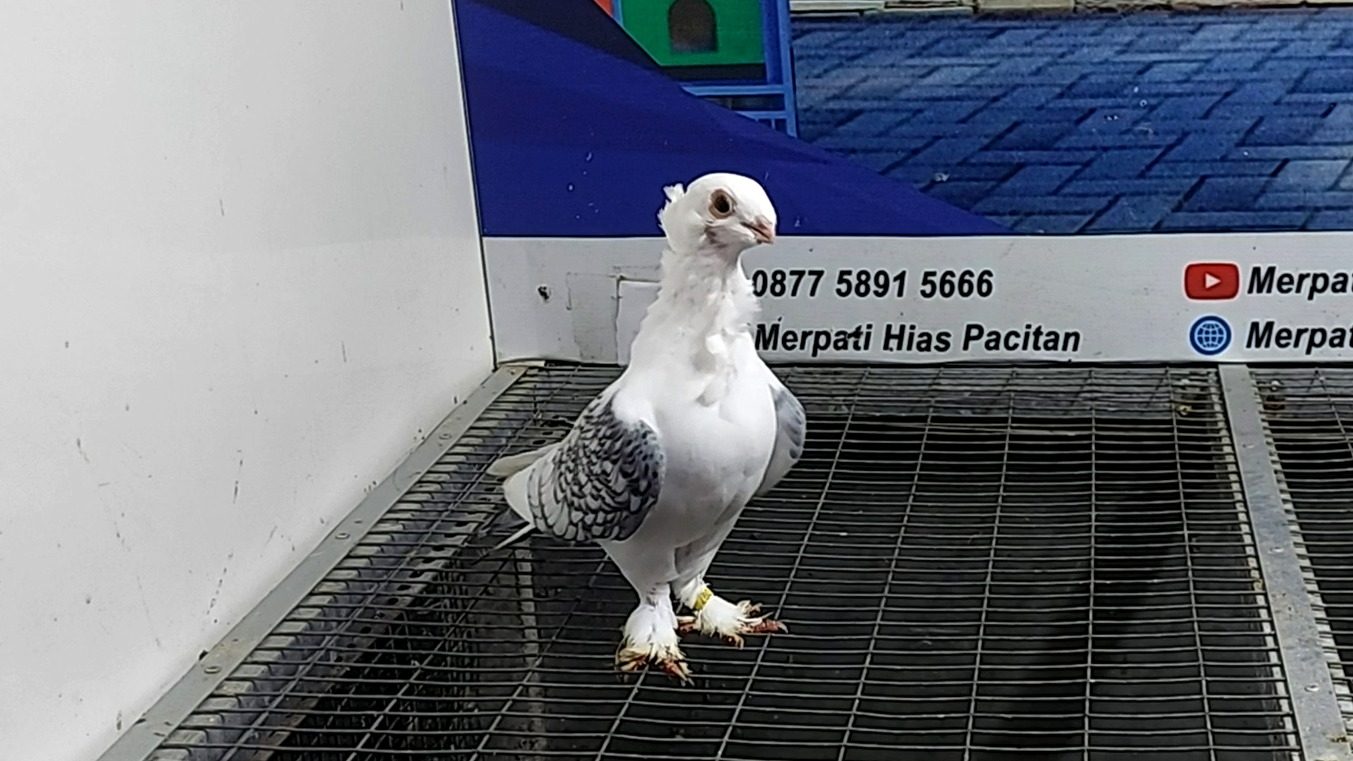MERPATI COF SANTINET 12122021
