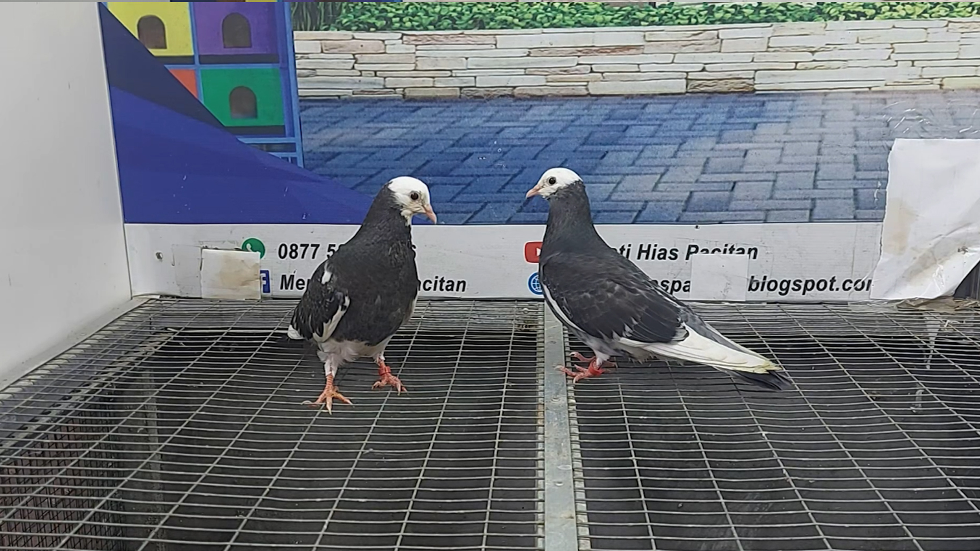 MERPATI BIRMINGHAM ROLLER 09022022 