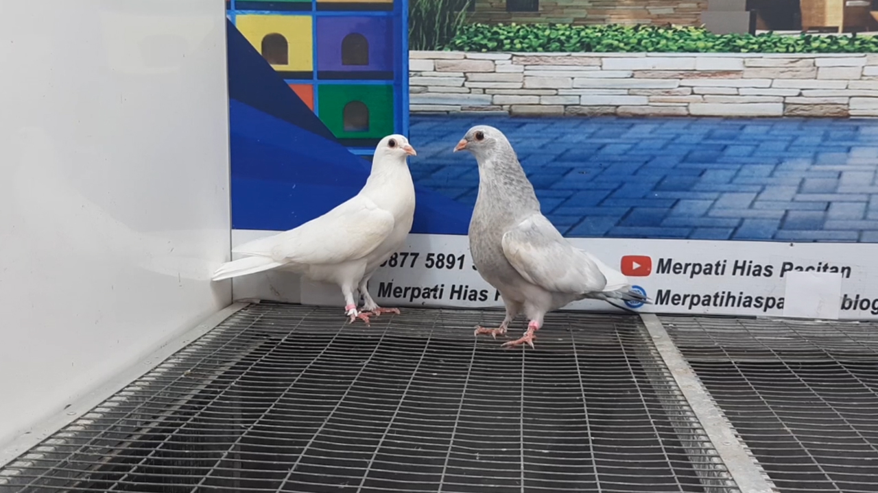 MERPATI EGYPTIAN SWIFT 01112021