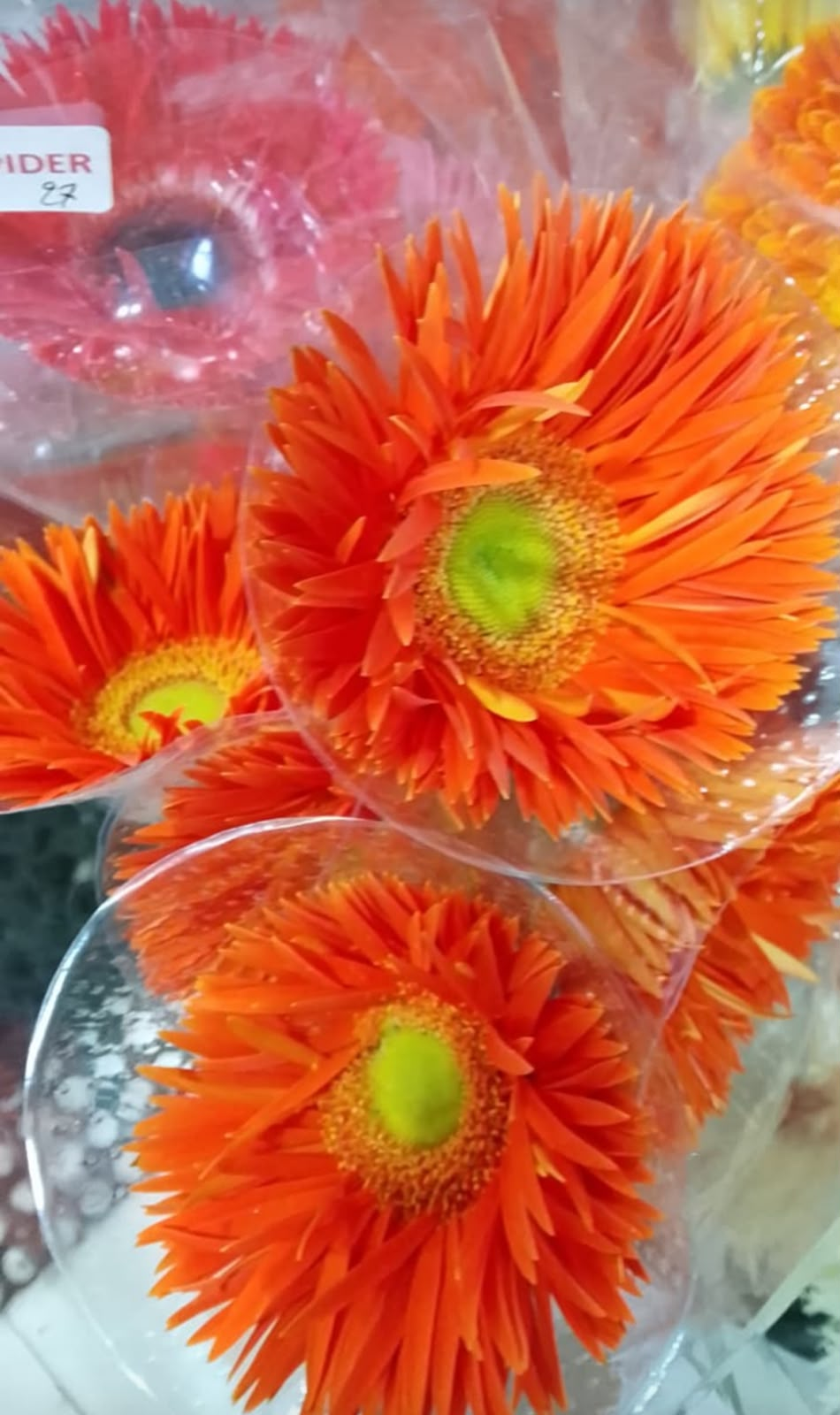 Gerbera Pop Orange Tangkai