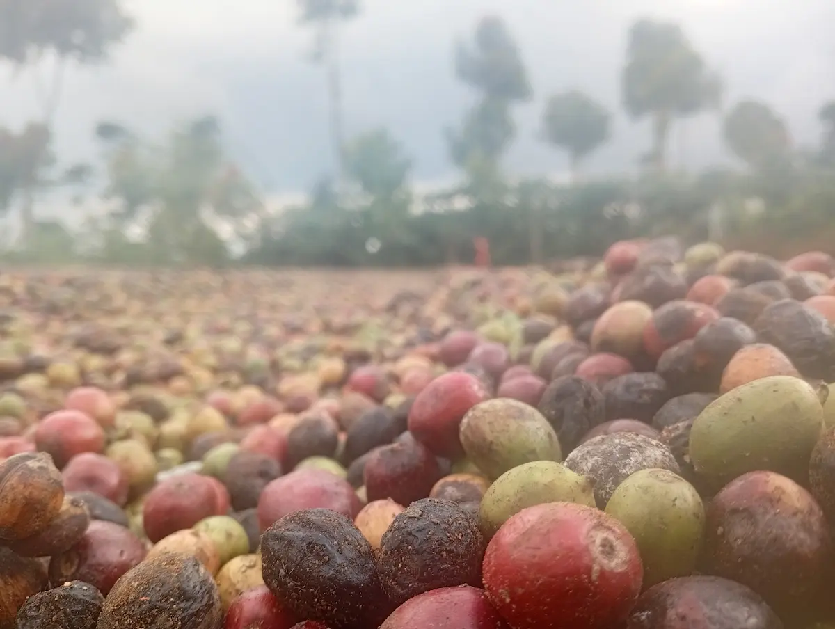 Berangkat dari Bengkulu Utara