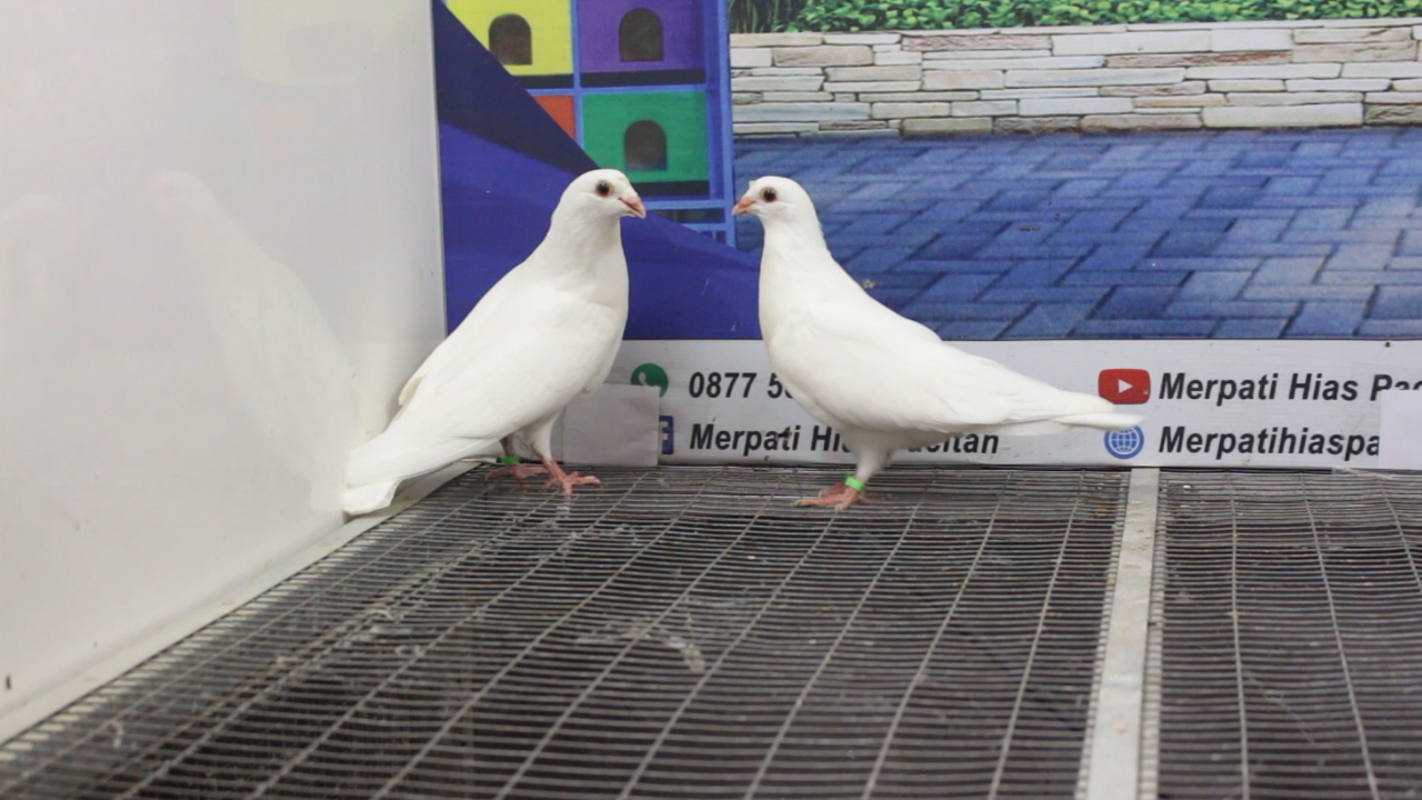 MERPATI EGYPTIAN SWIFT 03102021