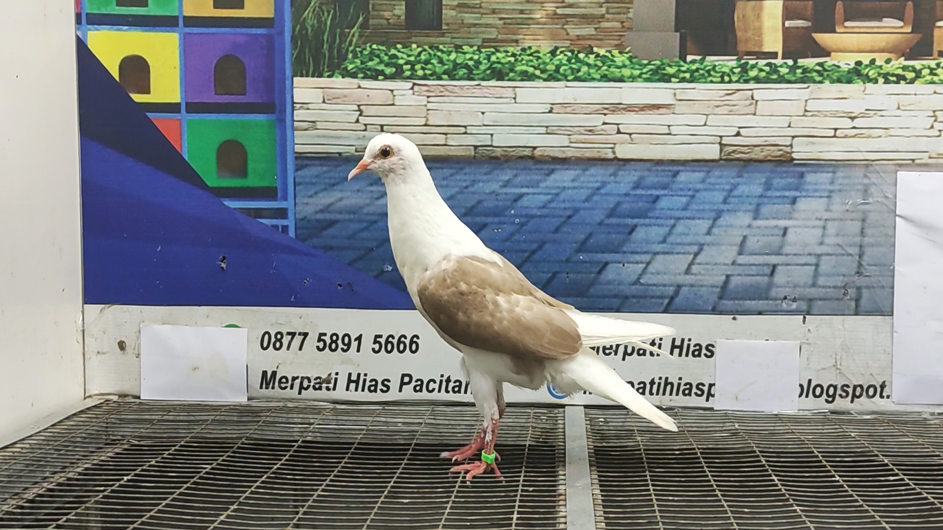 MERPATI VOORBURG 01042022