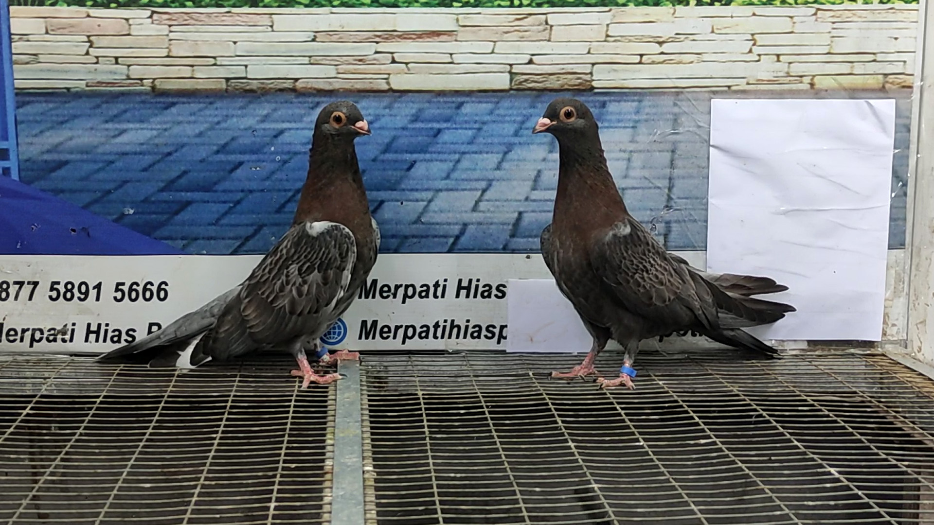 MERPATI EGYPTIAN SWIFT 26032022