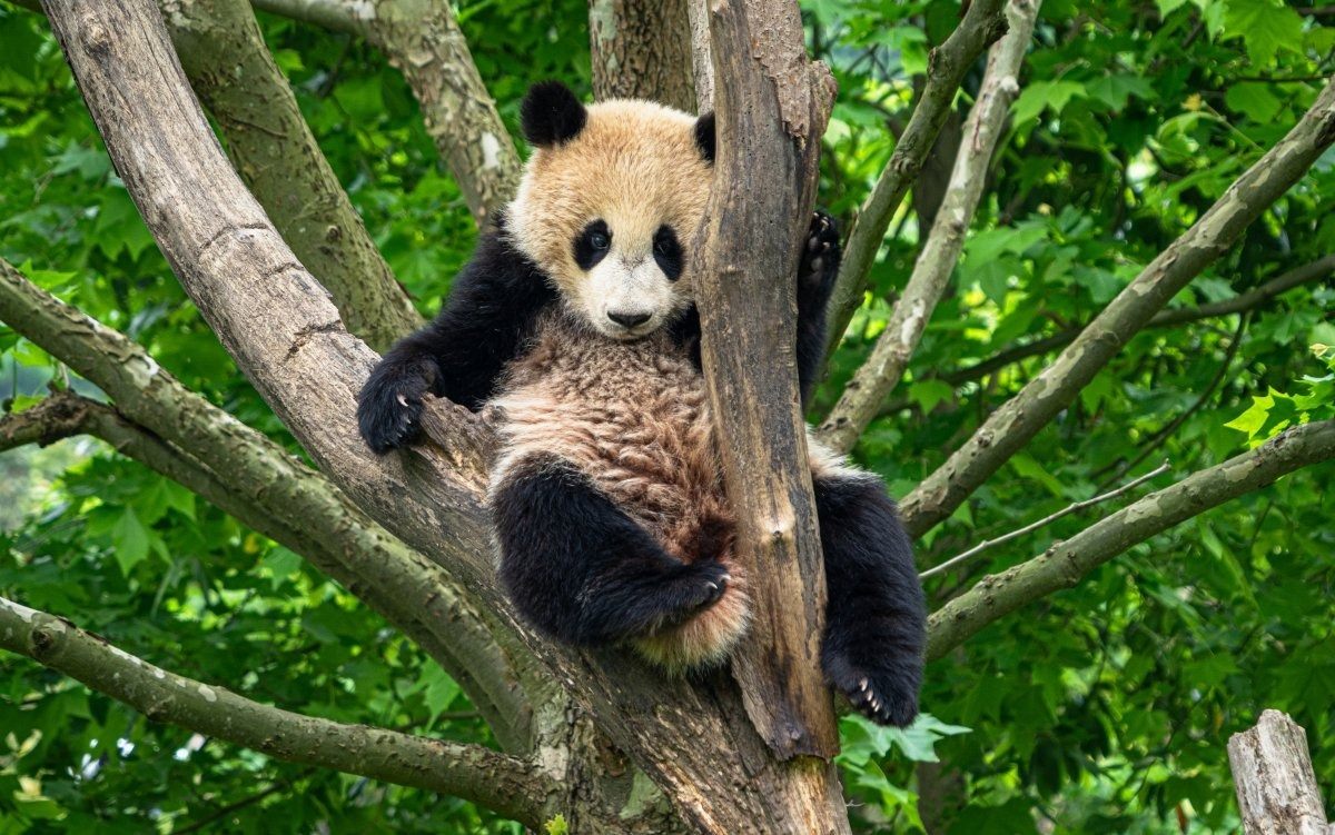 Sleepy Panda